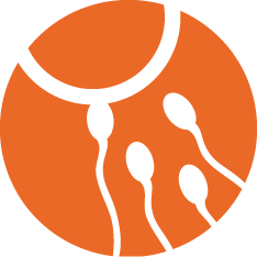 Spermatozoïdes_orange